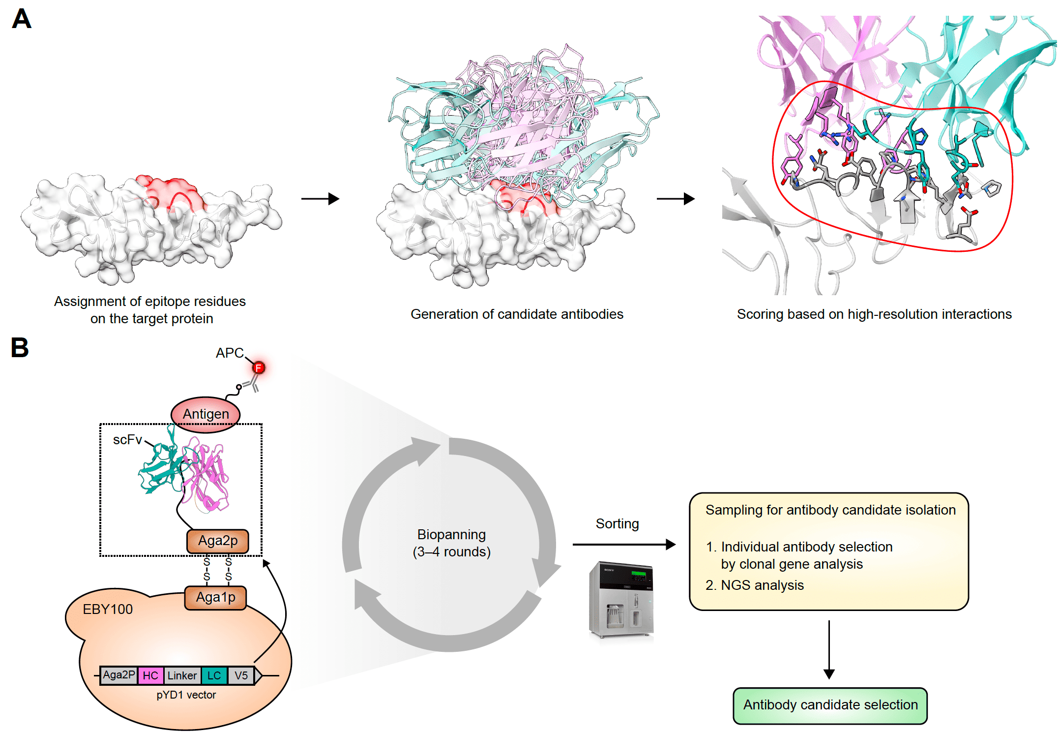 Precise, Specific, and Sensitive De Novo Antibody Design Across Multiple Cases